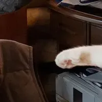 愛猫メイの写真集