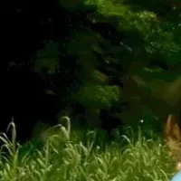 生き物観察イベント