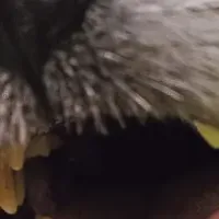 愛犬の食事情特集