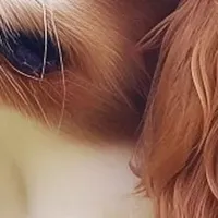 保護犬見守りGPS