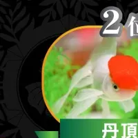 推し金魚総選挙2025