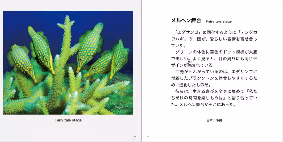画像8