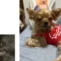 愛犬への手紙特集