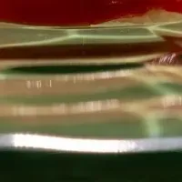 「THE SAKAI Tokyo」の魅力