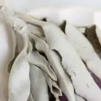 ホワイトセージの魅力