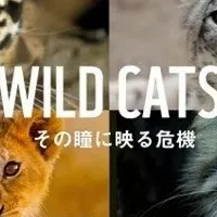 「WILD CATS」始動！
