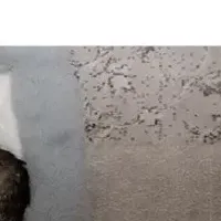猫と共生する町づくり