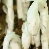 ギンリョウソウモドキ開花