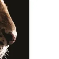 カルティエ新キャンペーン