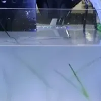 アマモ再生プロジェクト