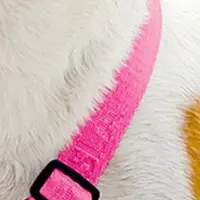 ペスラの新ハーネス