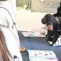 犬の口腔ケア革命