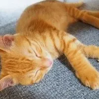 猫の飼い主の腸活意識