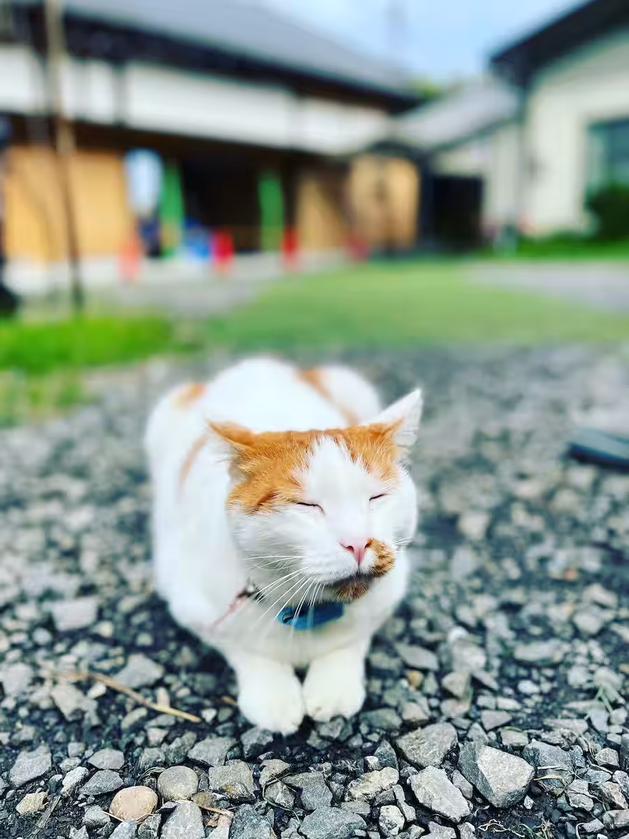 画像13