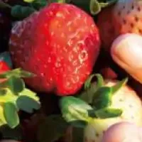 厳しい豪ワーホリの実態