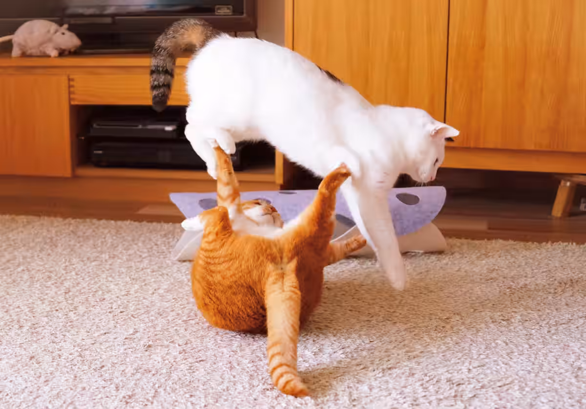 画像8