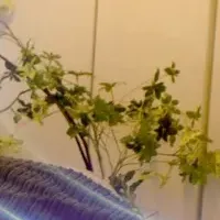 夢を誘う空間演出