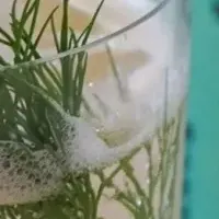 カンパリの特別イベント