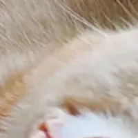 冬の毛布の魅力