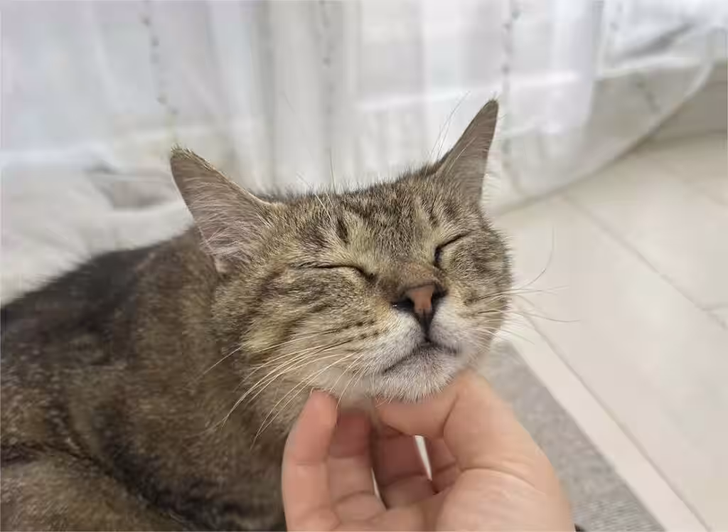 画像5