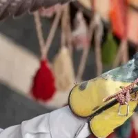 サウジのタカ狩り