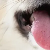 PEPPYカタログキャンペーン