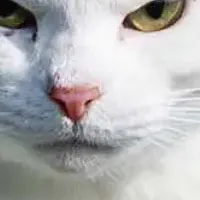 必死すぎるネコ