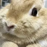 動物保護を支えるSNS