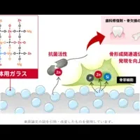新たな生体材料の開発