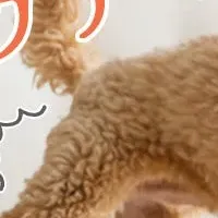 パインフォースが登場