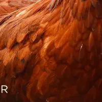 ケージフリー卵の現状