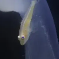 日本初の珍魚登場