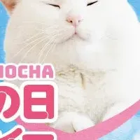 世界猫の日チャリティー