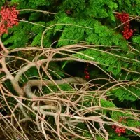 いけばな龍生展2025