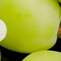 シャインマスカット秋メニュー