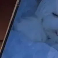 RORRYセール情報