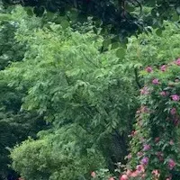 秋のバラフェスタ