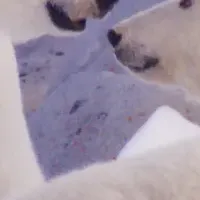 動物の日特番