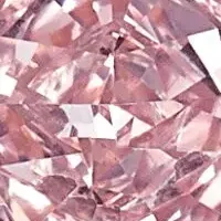 秋冬オークション下見会