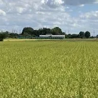 農業の収量保証