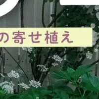 すきまガーデニング