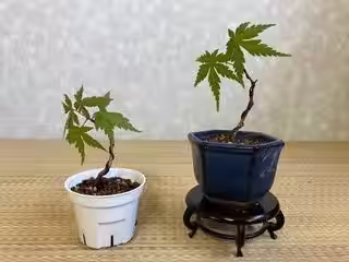 画像19