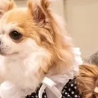 室内ドッグラン活用術