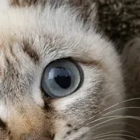 飛び猫10周年展