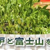 秋のお茶摘み体験