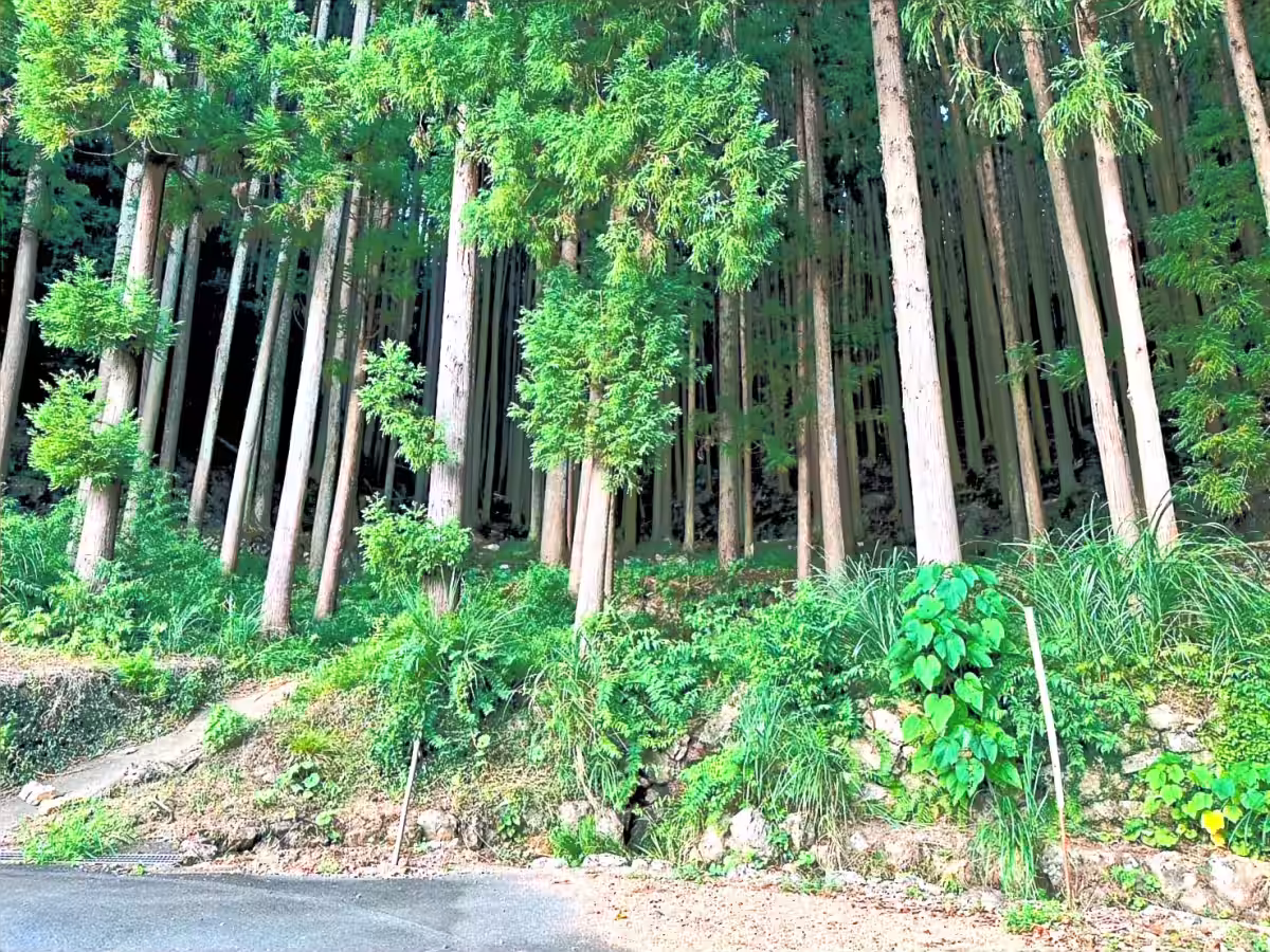 画像6