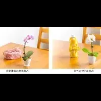 胡蝶蘭ギフトの新提案