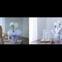 胡蝶蘭『偲び花』登場