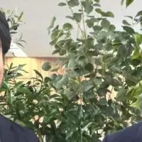 デンタルマッチ始動！