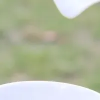 日本茶イベントの魅力